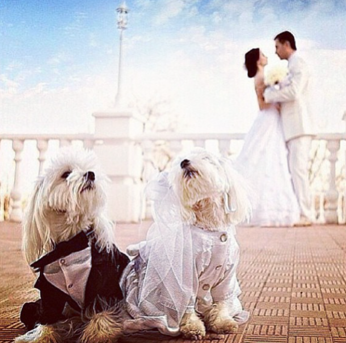Bridal